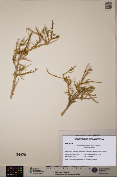 Buddleja suaveolens [Espécimen: ULS:ULS:0024479]