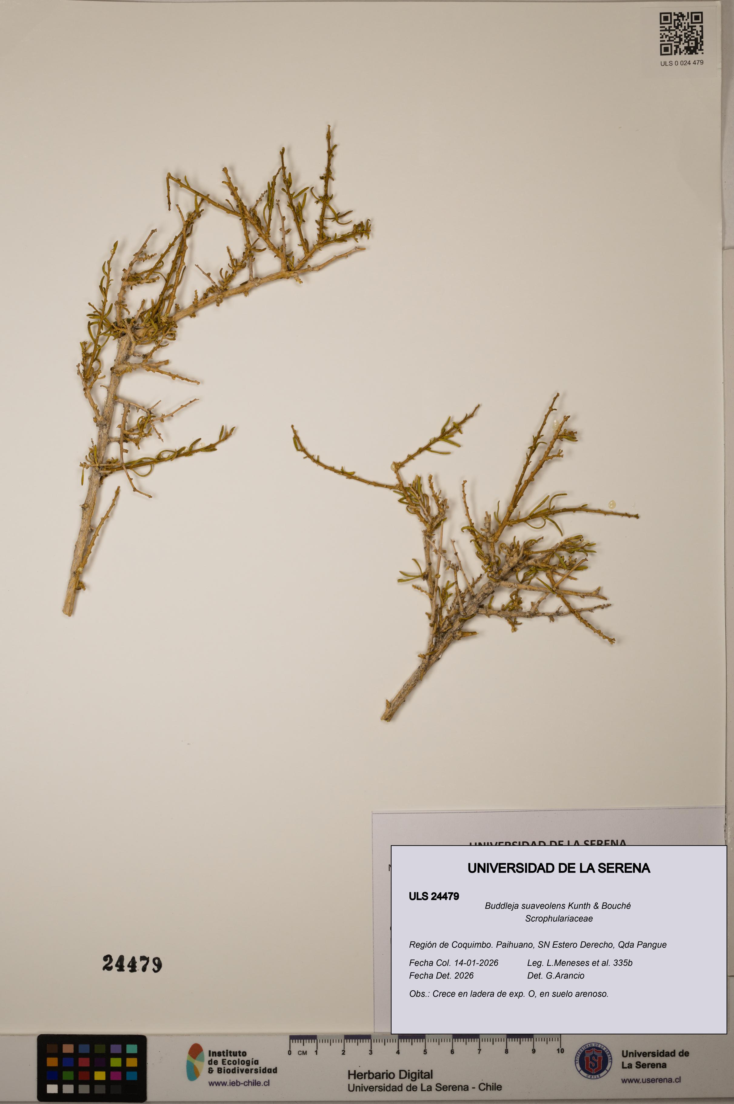 Buddleja suaveolens [Espécimen: ULS:ULS:0024479]