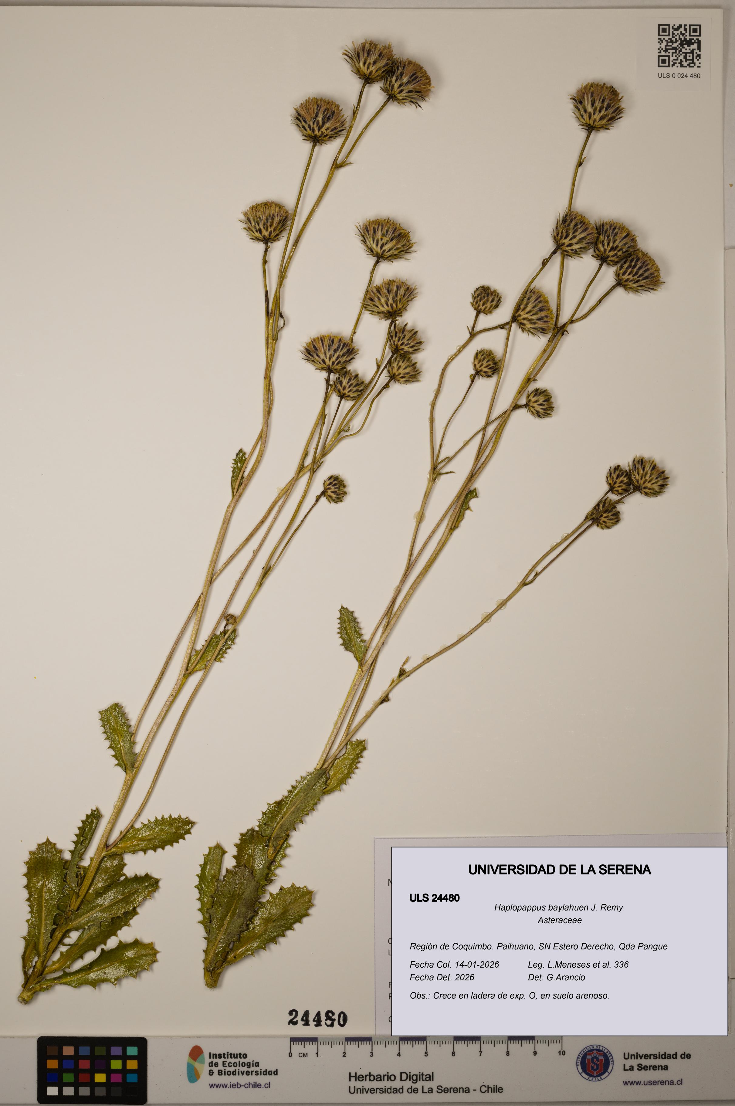 Haplopappus baylahuen [Espécimen: ULS:ULS:0024480]