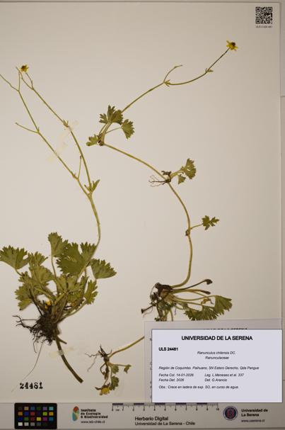 Ranunculus chilensis [Espécimen: ULS:ULS:0024481]