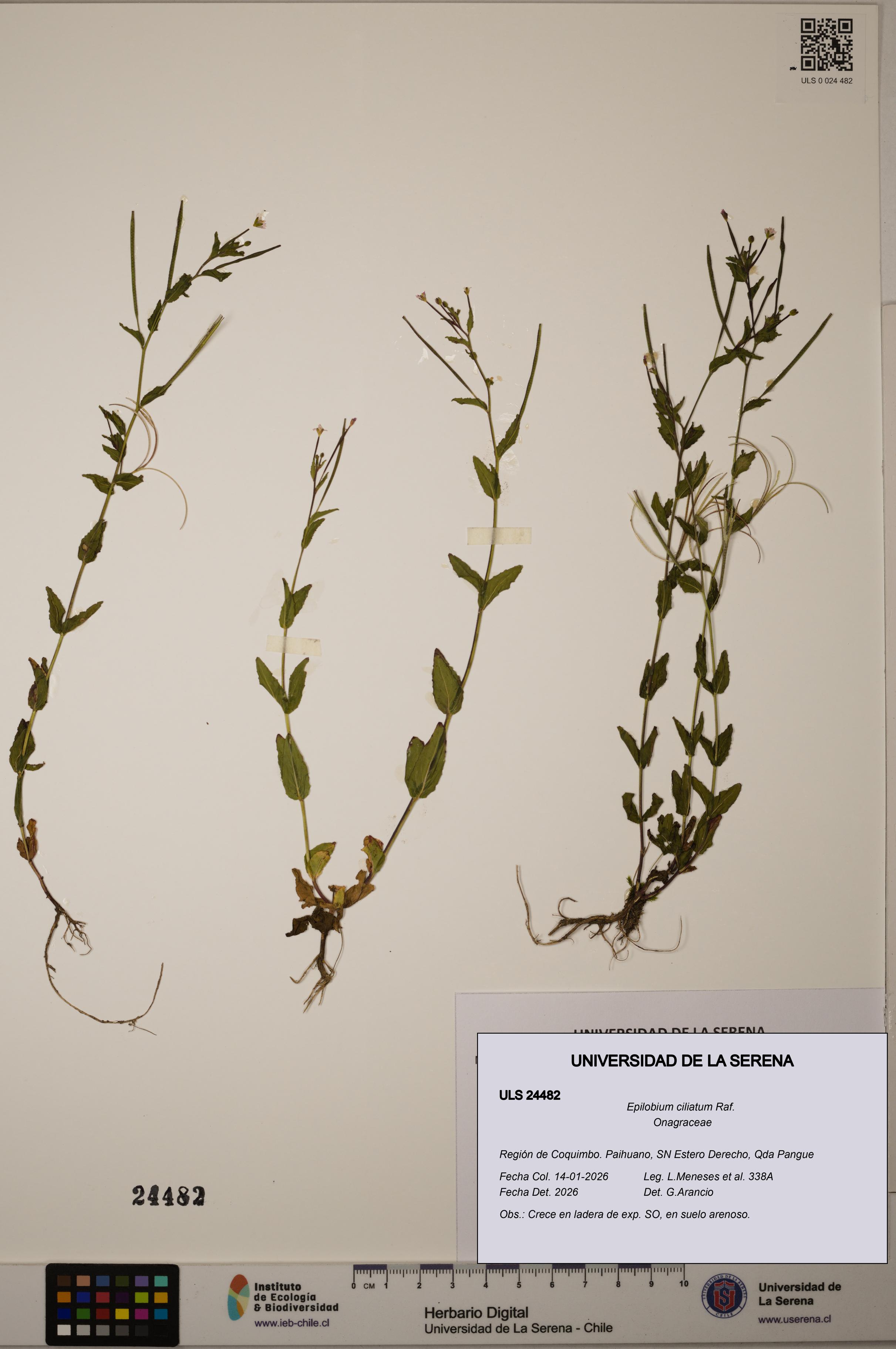 Epilobium ciliatum [Espécimen: ULS:ULS:0024482]