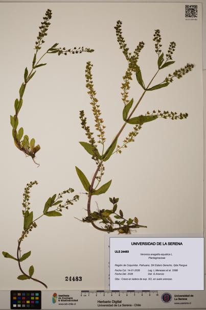 Veronica anagallis-aquatica [Espécimen: ULS:ULS:0024483]