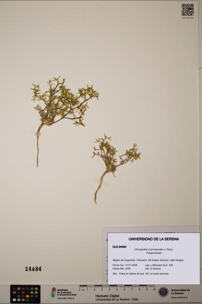 Chorizanthe commissuralis [Espécimen: ULS:ULS:0024484]