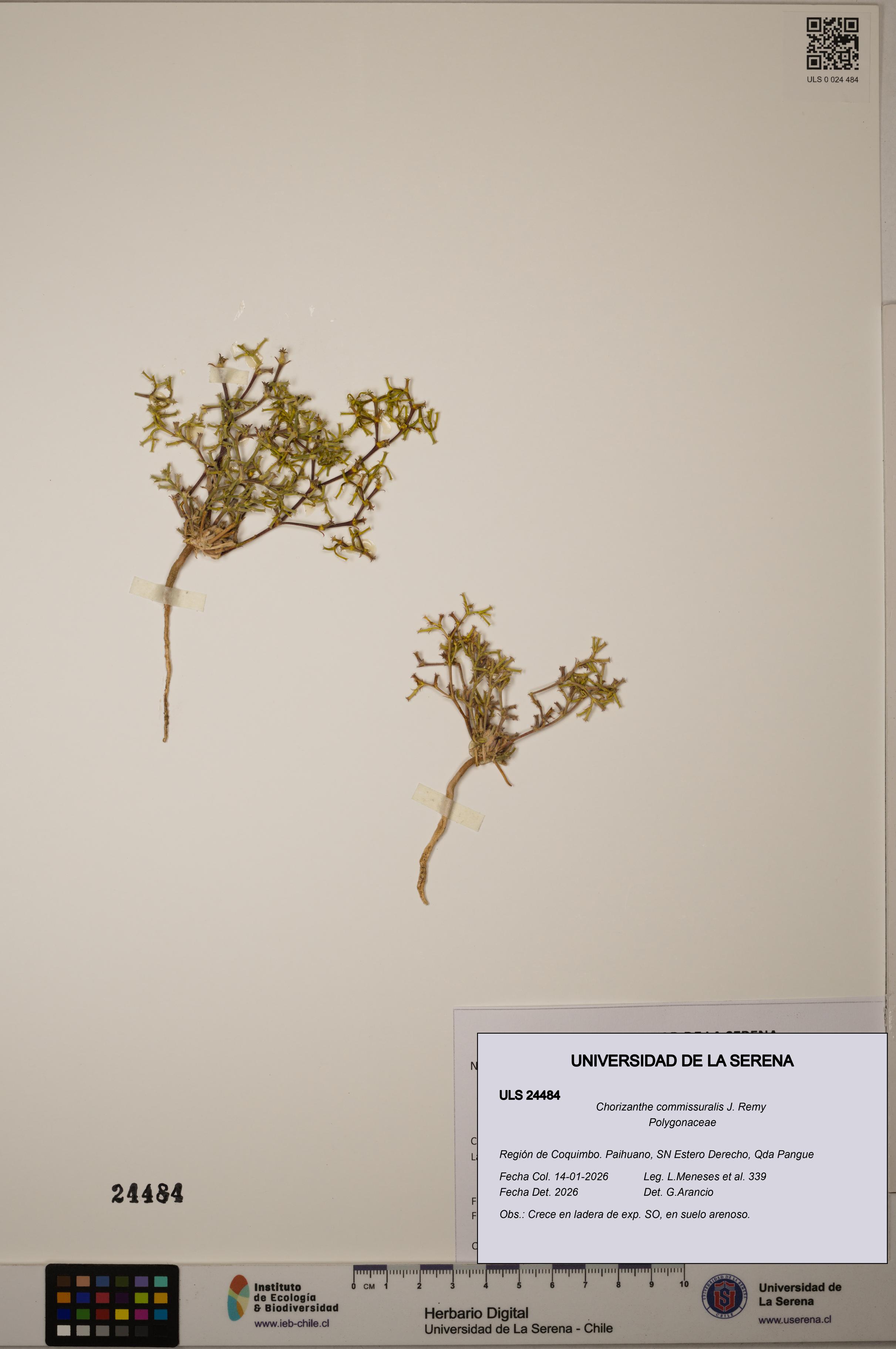 Chorizanthe commissuralis [Espécimen: ULS:ULS:0024484]