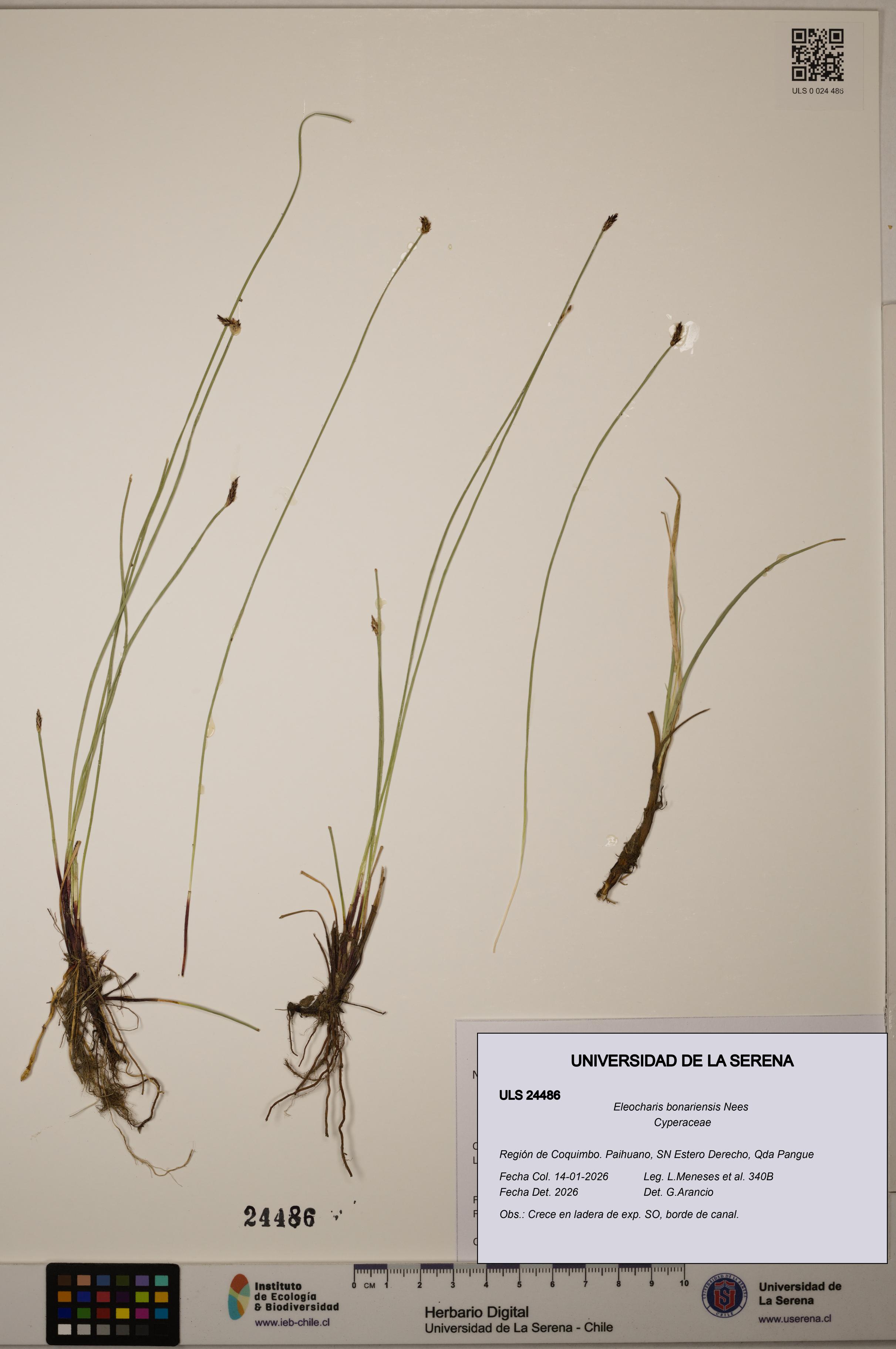 Eleocharis bonariensis [Espécimen: ]