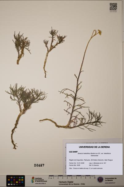 Senecio hakeifolius var. hakeifolius [Espécimen: ULS:ULS:0024487]