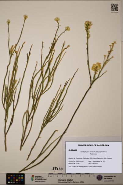 Nardophyllum lanatum [Espécimen: ULS:ULS:0024488]