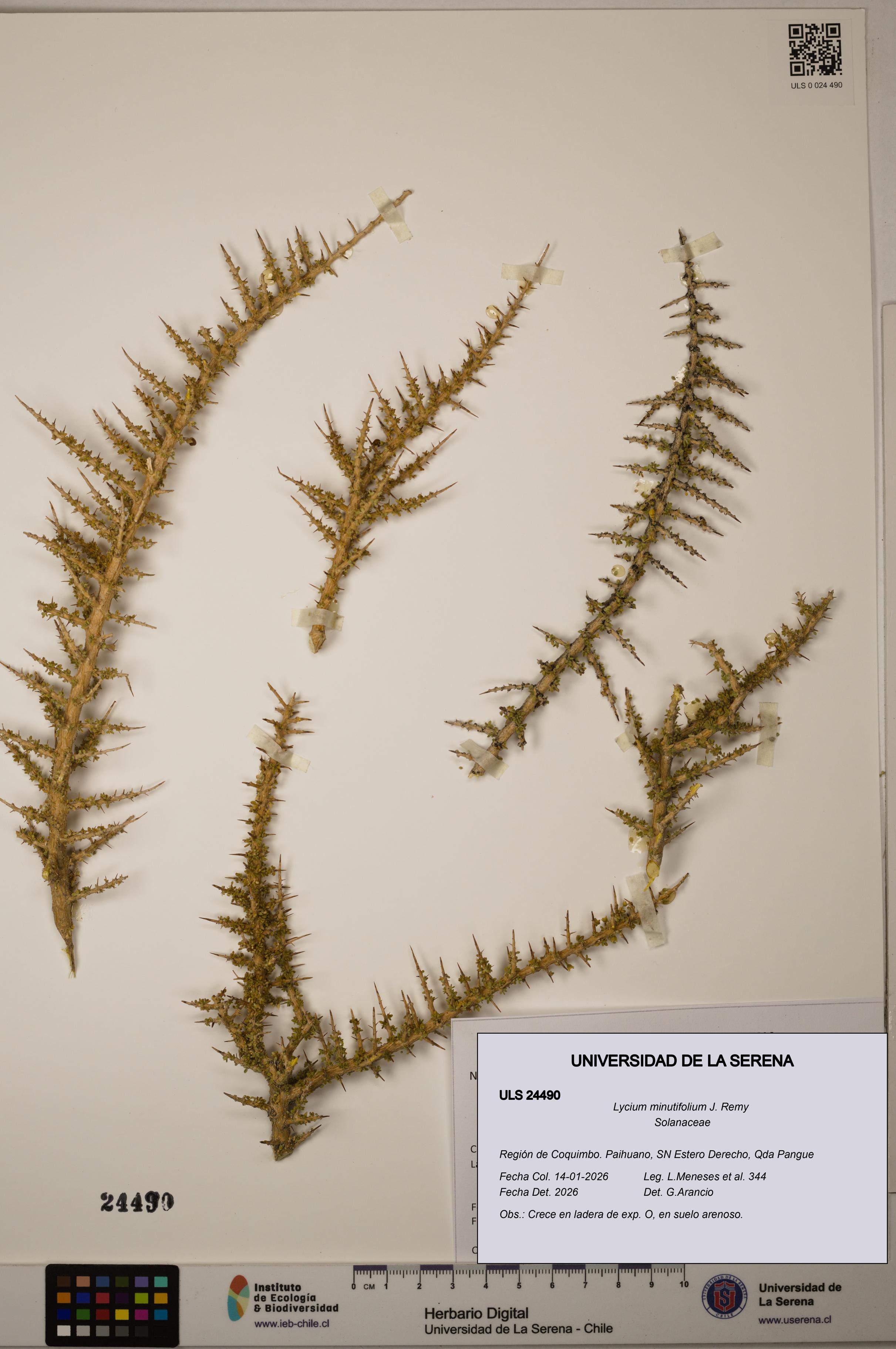 Lycium minutifolium [Espécimen: ULS:ULS:0024490]
