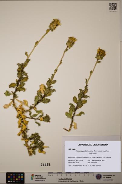 Haplopappus baylahuen subsp. baylahuen [Espécimen: ULS:ULS:0024491]