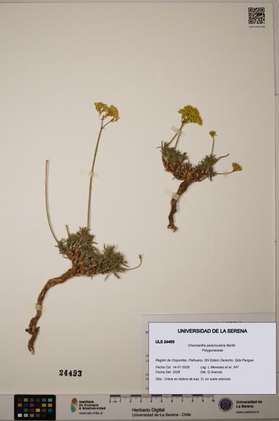 Chorizanthe peduncularis [Espécimen: ULS:ULS:0024493]