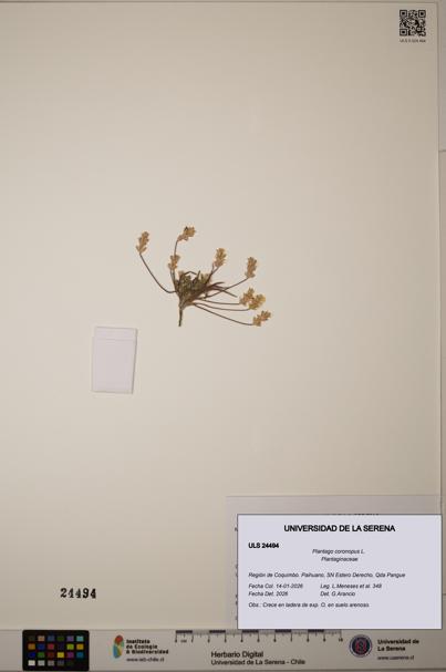 Plantago coronopus [Espécimen: ULS:ULS:0024494]