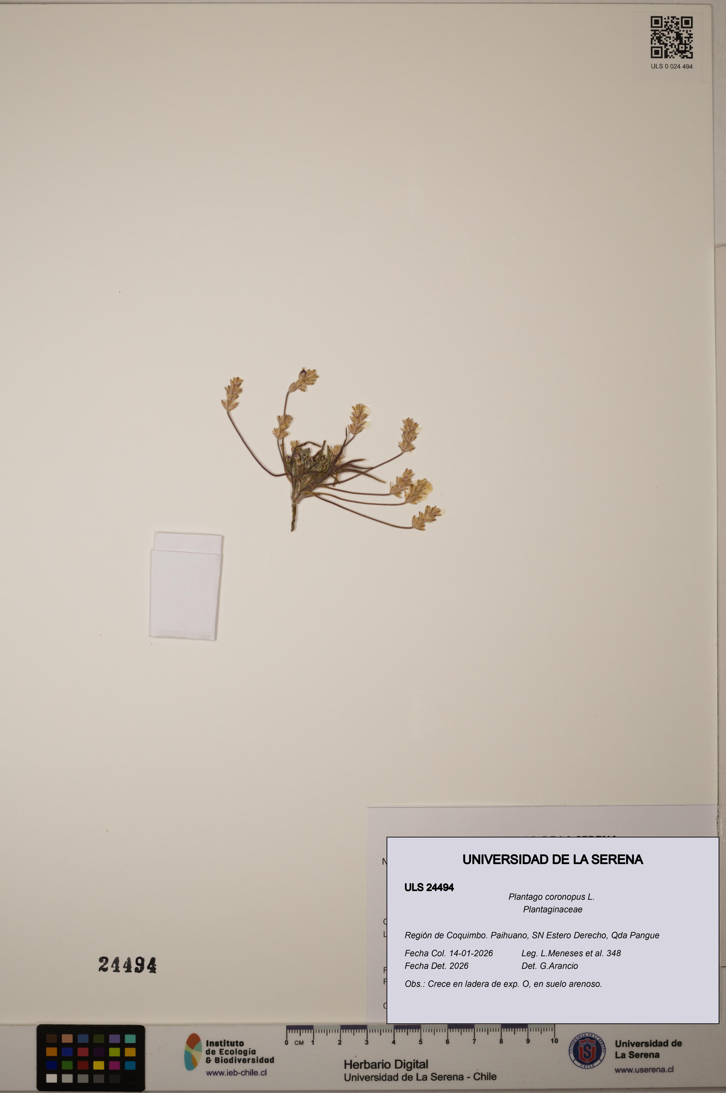 Plantago coronopus [Espécimen: ULS:ULS:0024494]