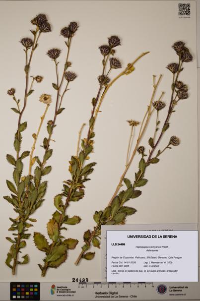 Haplopappus remyanus [Espécimen: ULS:ULS:0024499]