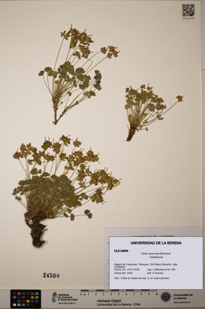 Oxalis squarrosa [Espécimen: ]