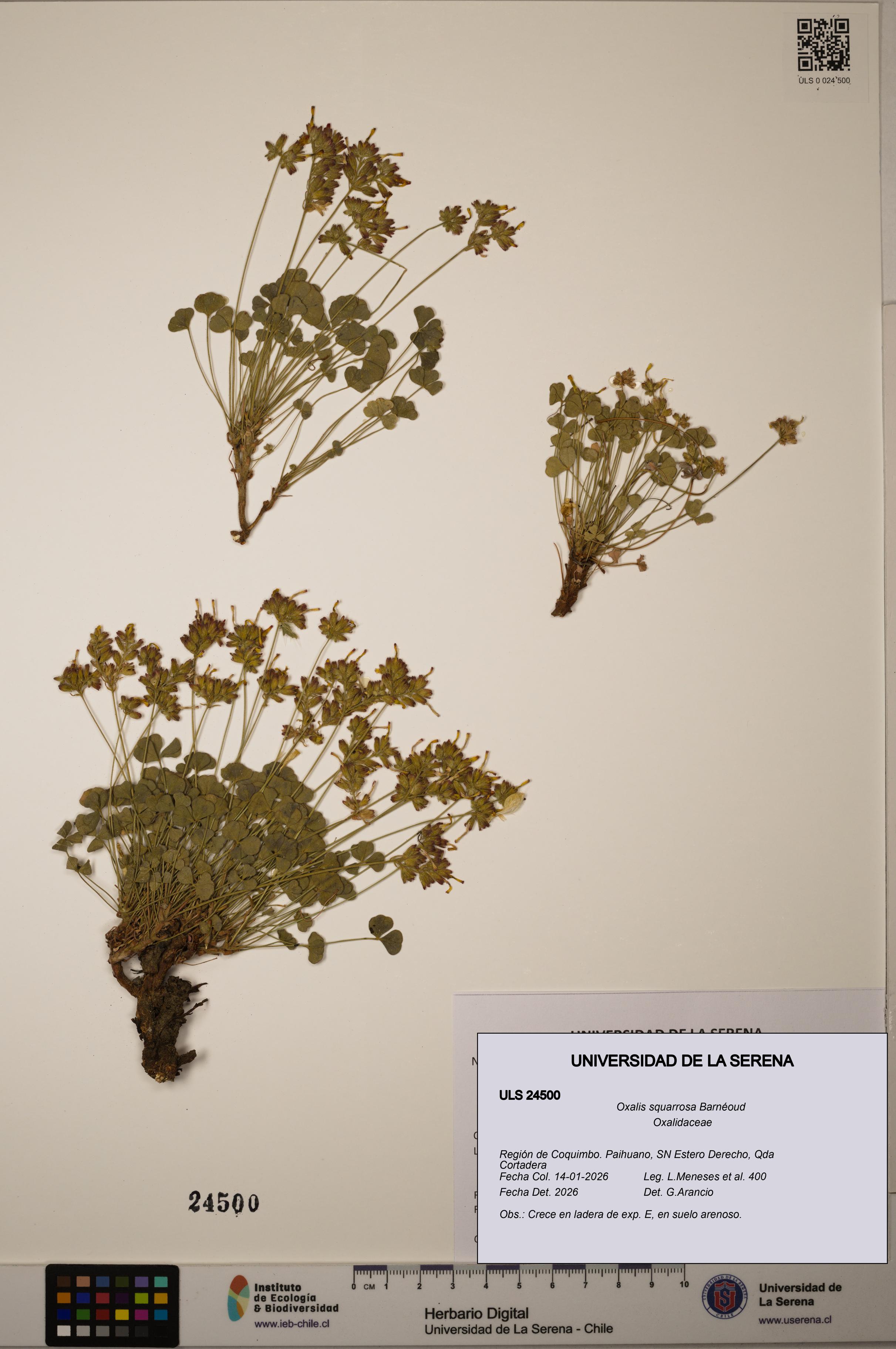 Oxalis squarrosa [Espécimen: ]