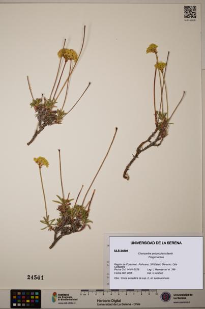 Chorizanthe peduncularis [Espécimen: ULS:ULS:0024501]