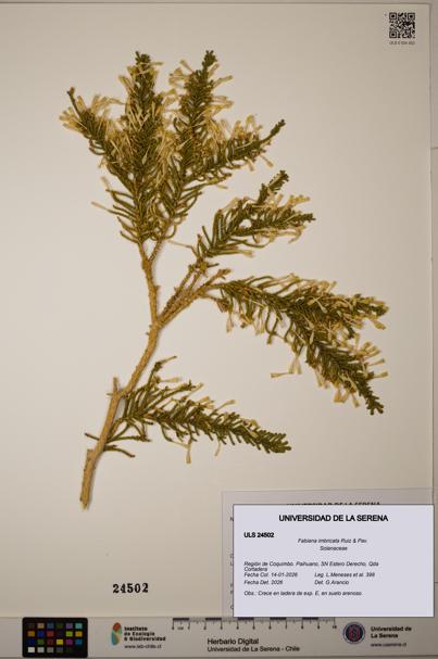 Fabiana imbricata [Espécimen: ULS:ULS:0024502]