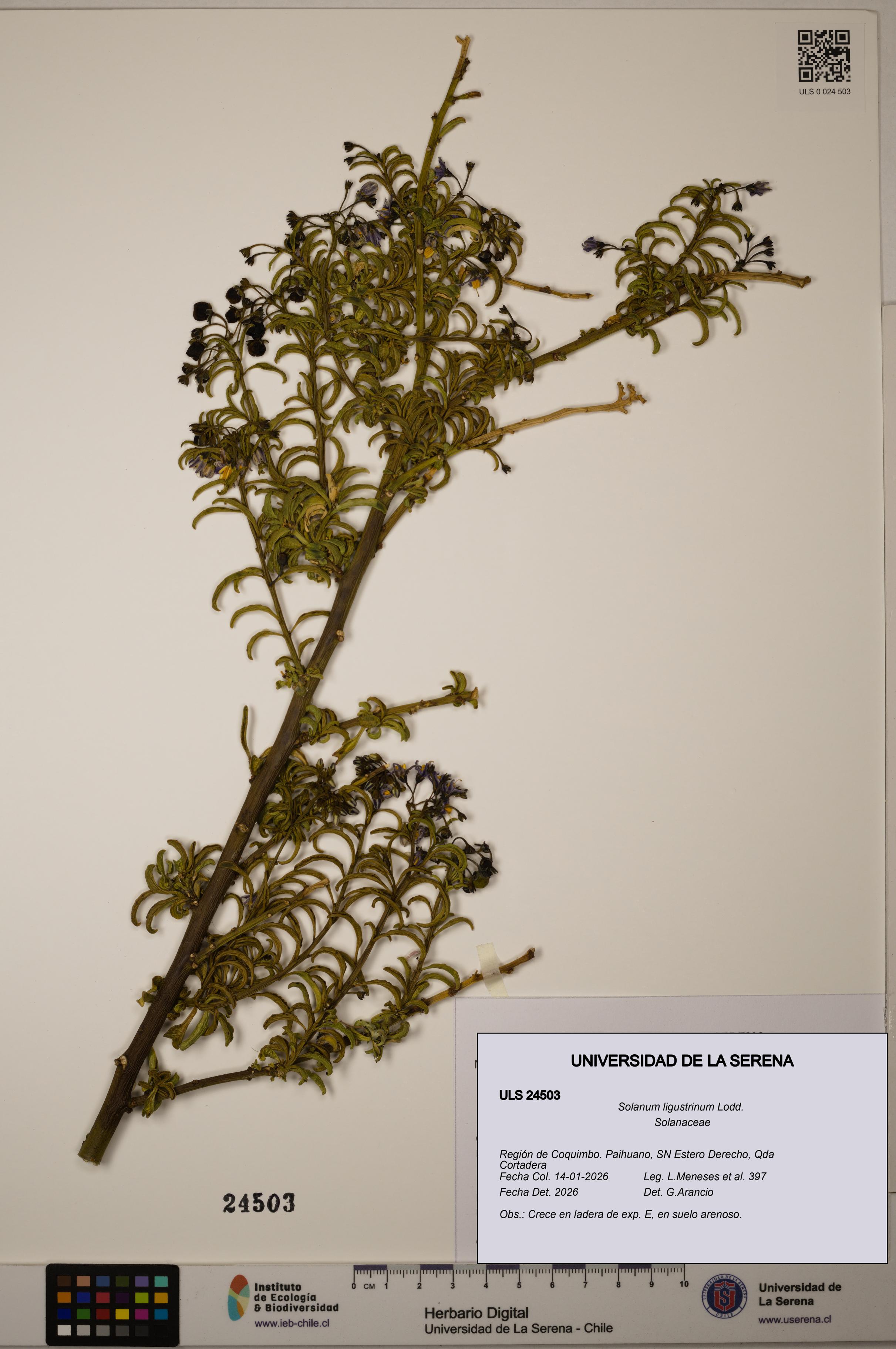 Solanum ligustrinum [Espécimen: ULS:ULS:0024503]