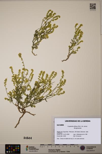 Cryptantha diffusa [Espécimen: ULS:ULS:0024504]