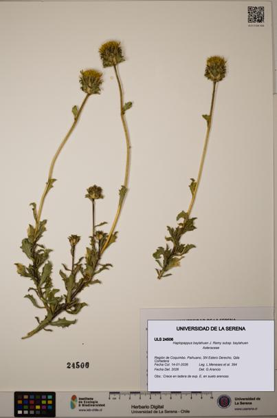 Haplopappus baylahuen subsp. baylahuen [Espécimen: ULS:ULS:0024506]