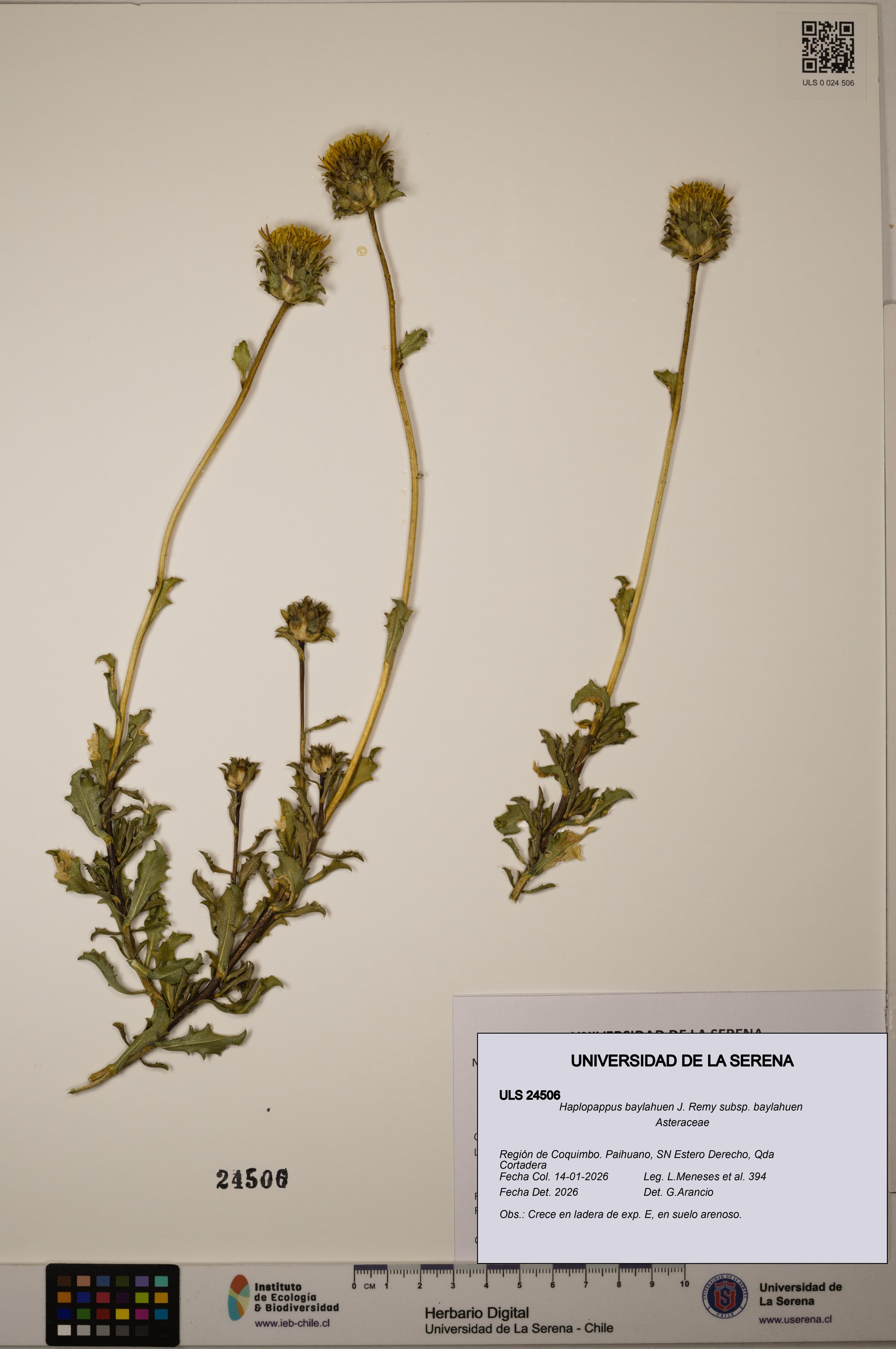 Haplopappus baylahuen subsp. baylahuen [Espécimen: ULS:ULS:0024506]