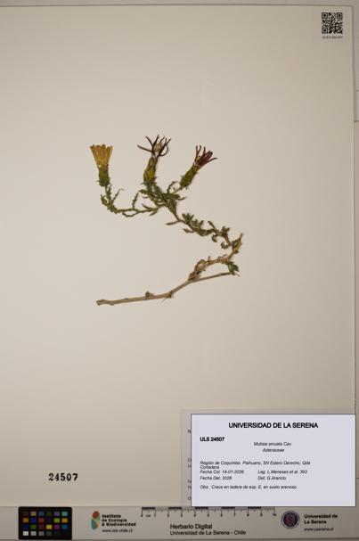 Mutisia sinuata [Espécimen: ULS:ULS:0024507]