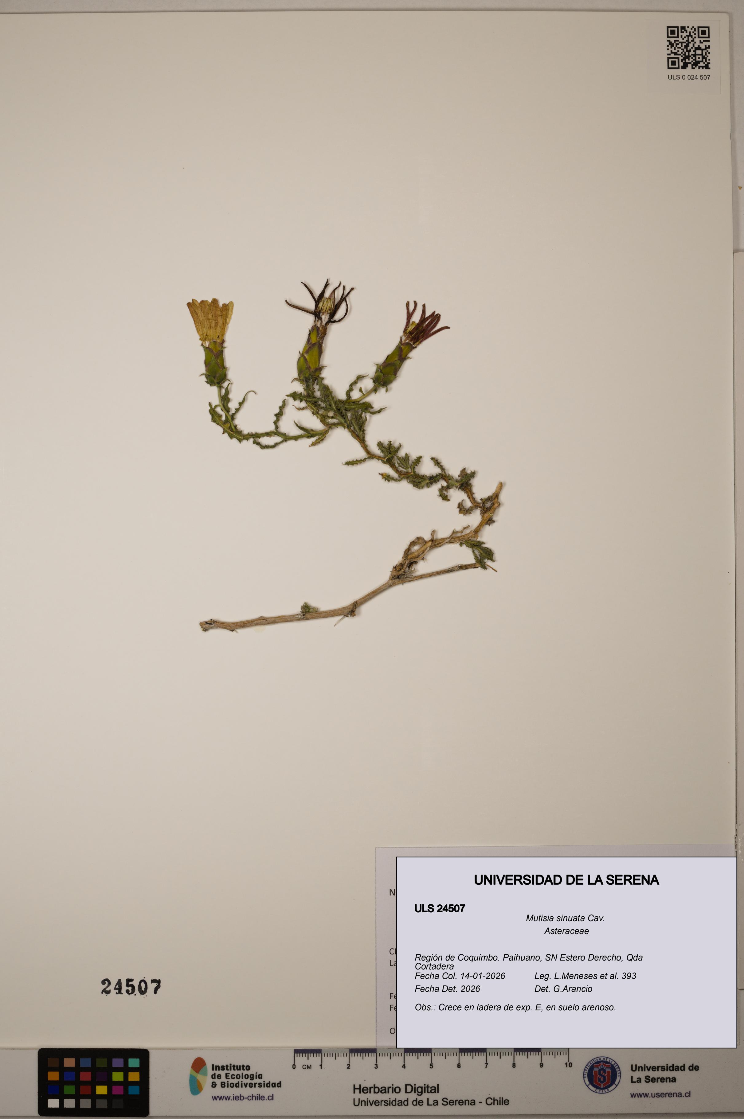 Mutisia sinuata [Espécimen: ULS:ULS:0024507]