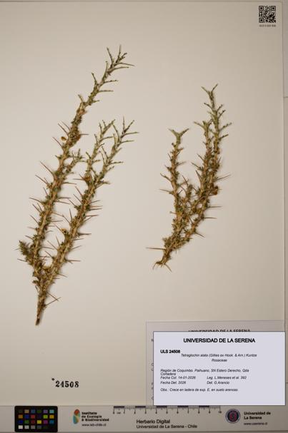 Tetraglochin alata [Espécimen: ULS:ULS:0024508]