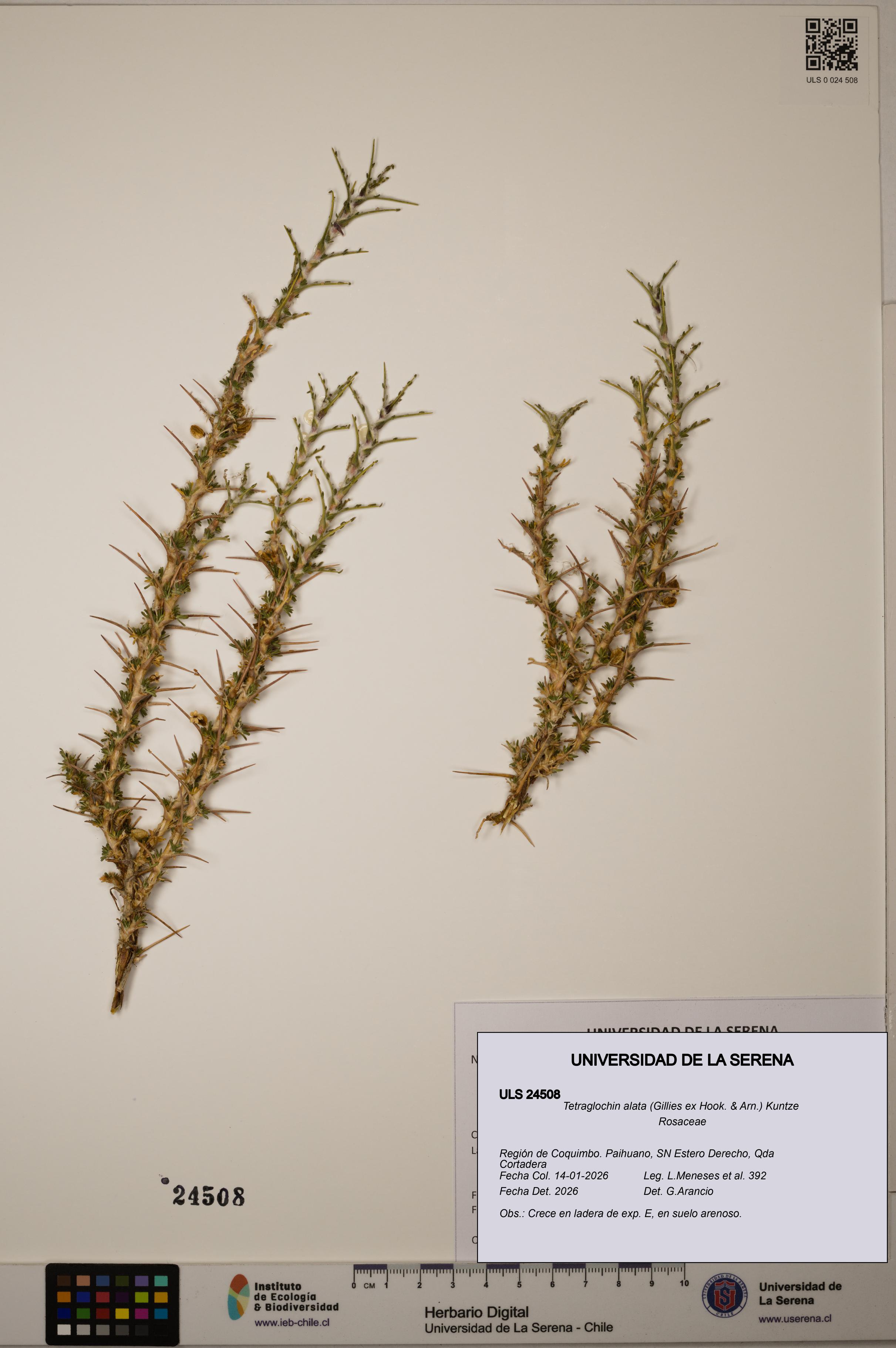 Tetraglochin alata [Espécimen: ULS:ULS:0024508]