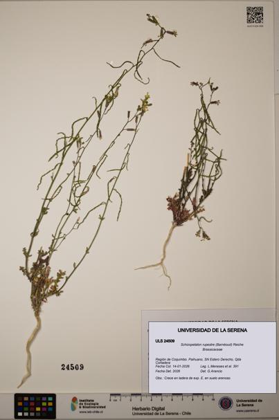 Schizopetalon rupestre [Espécimen: ULS:ULS:0024509]