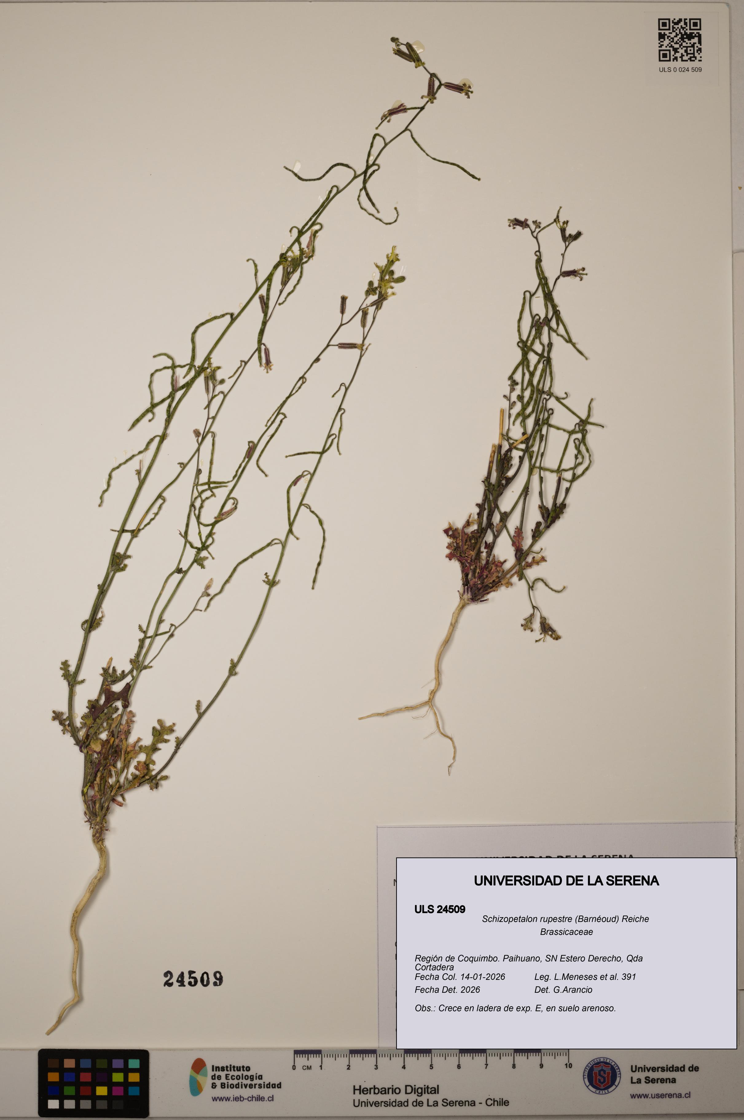 Schizopetalon rupestre [Espécimen: ULS:ULS:0024509]