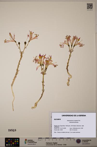 Alstroemeria crispata [Espécimen: ULS:ULS:0024510]