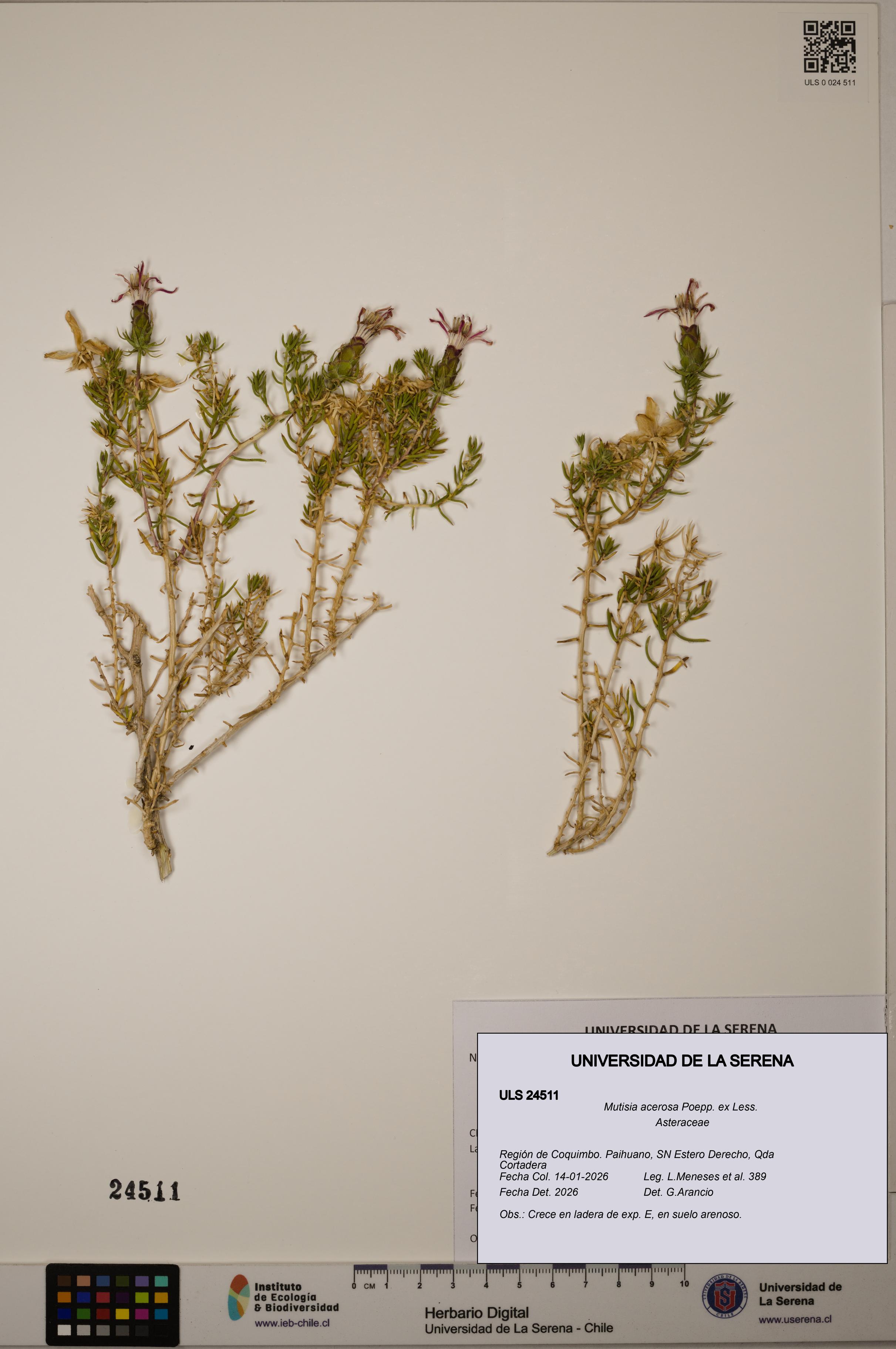 Mutisia acerosa [Espécimen: ULS:ULS:0024511]