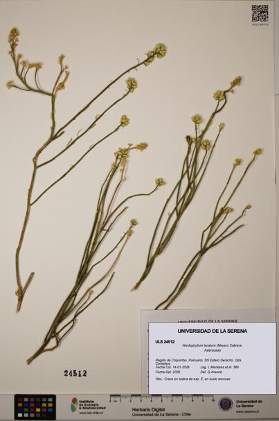 Nardophyllum lanatum [Espécimen: ULS:ULS:0024512]