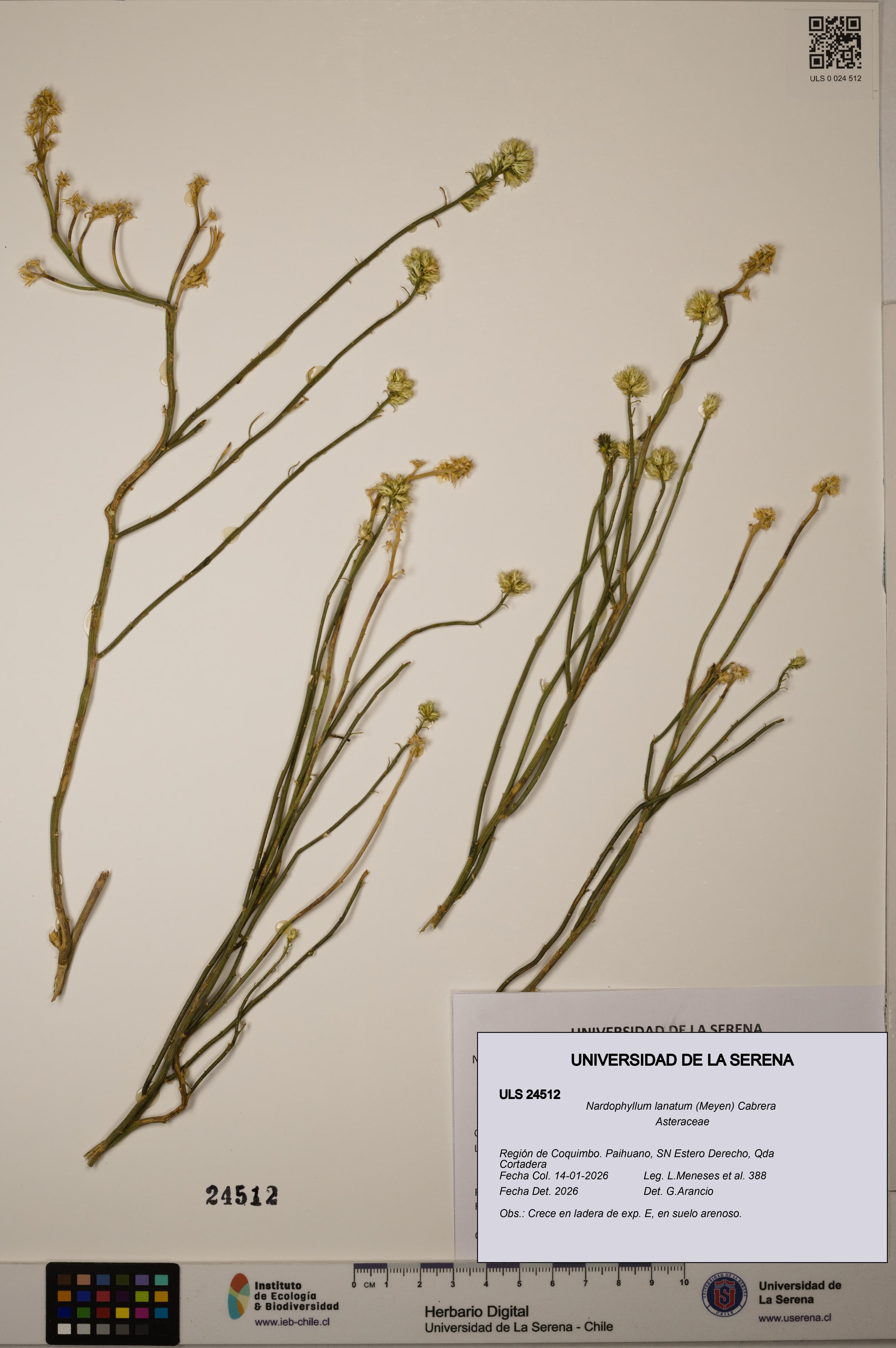 Nardophyllum lanatum [Espécimen: ULS:ULS:0024512]