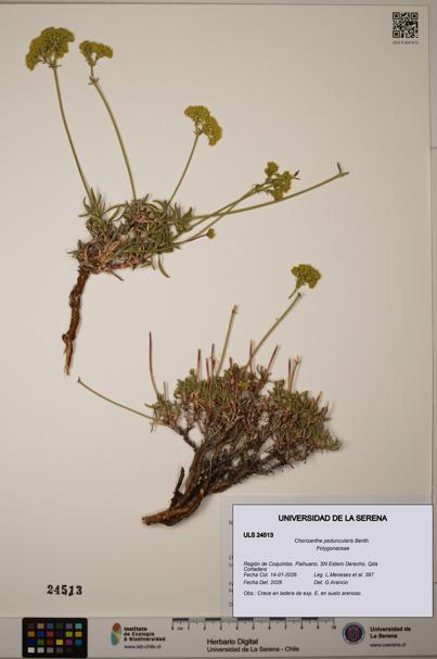 Chorizanthe peduncularis [Espécimen: ULS:ULS:0024513]