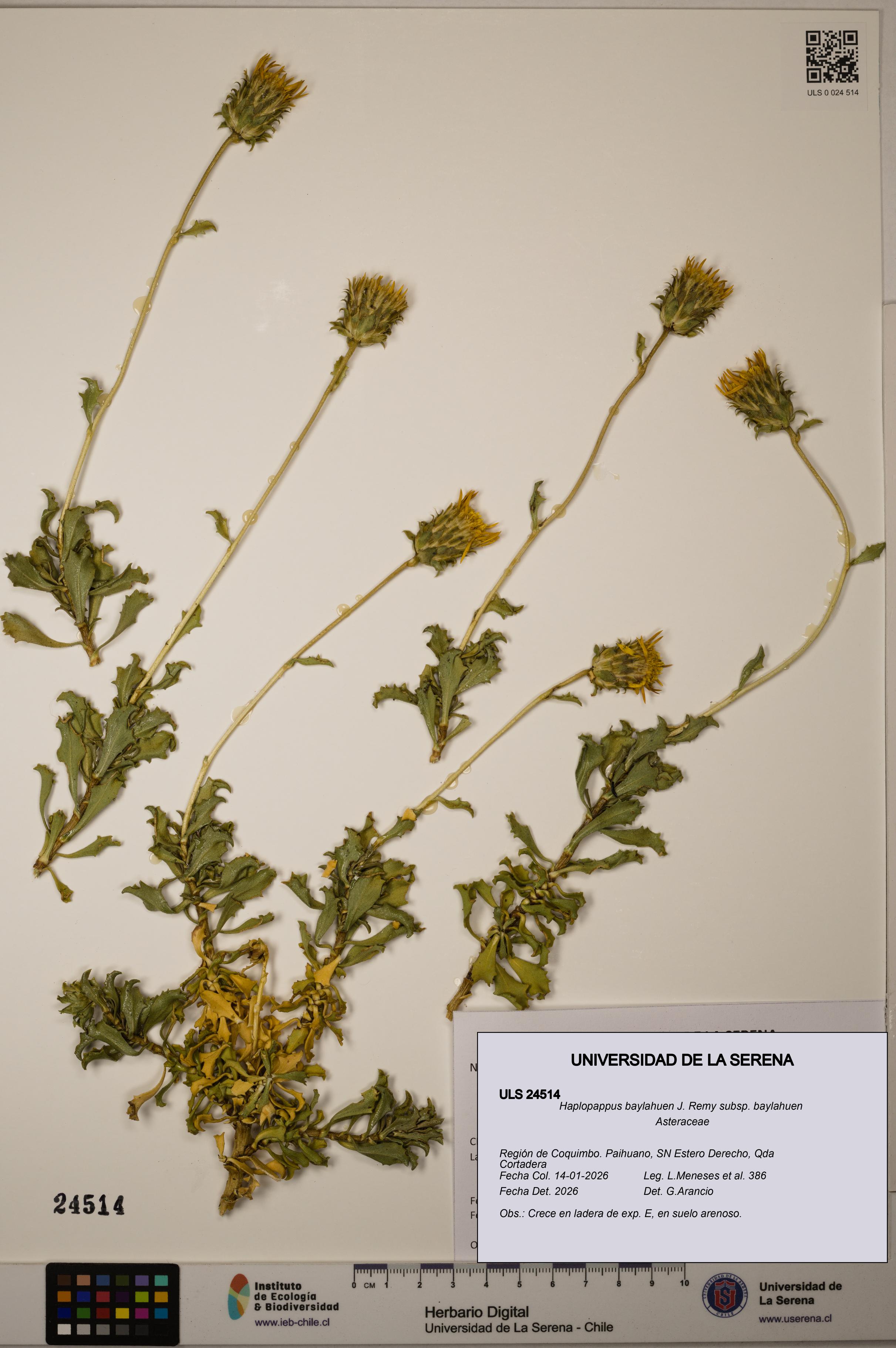 Haplopappus baylahuen subsp. baylahuen [Espécimen: ULS:ULS:0024514]