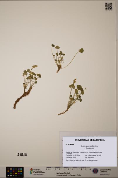 Oxalis squarrosa [Espécimen: ULS:ULS:0024515]