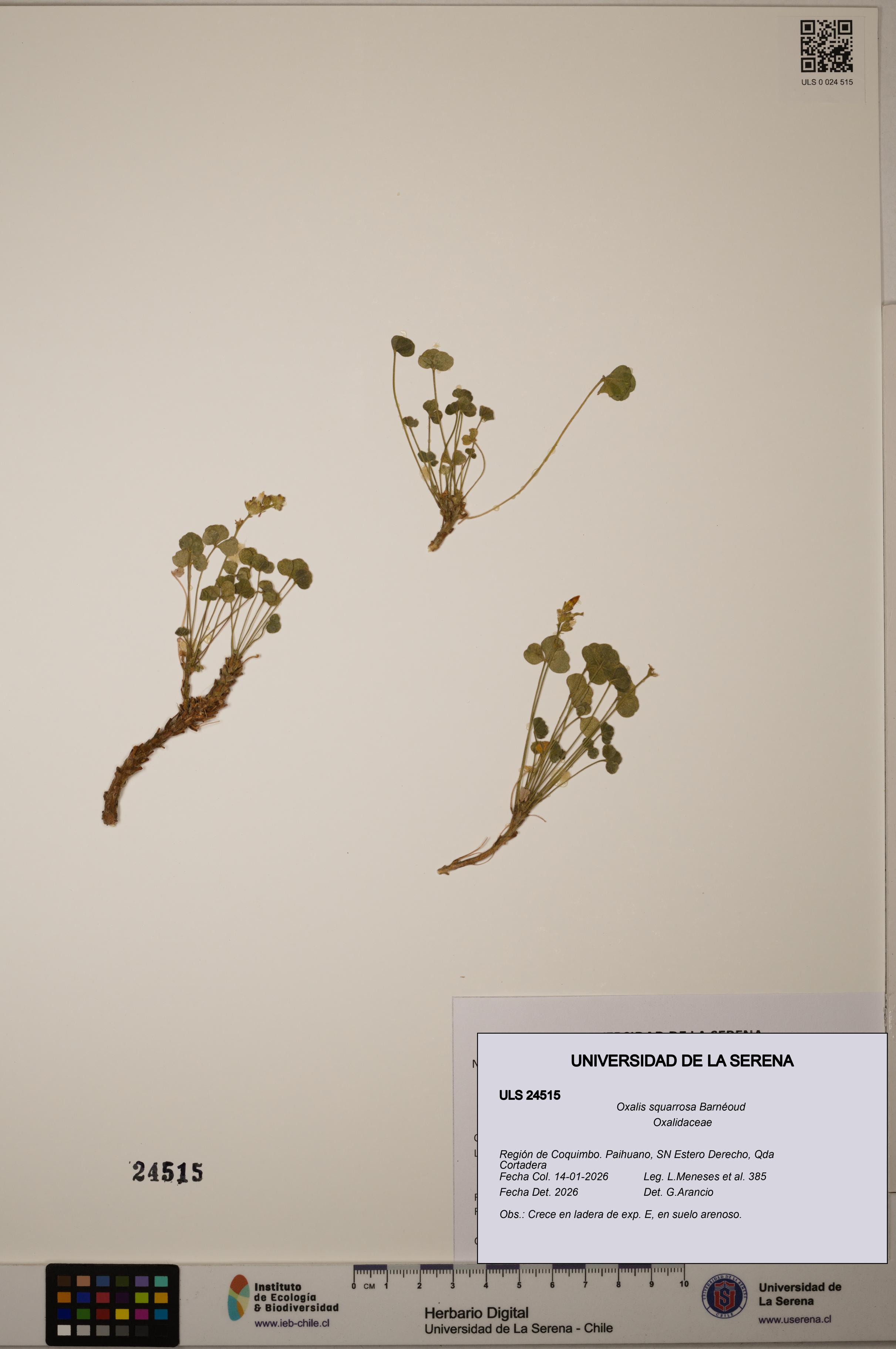 Oxalis squarrosa [Espécimen: ULS:ULS:0024515]