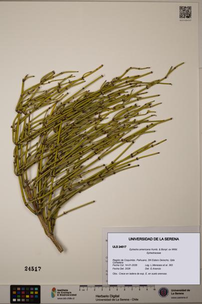 Ephedra americana [Espécimen: ]