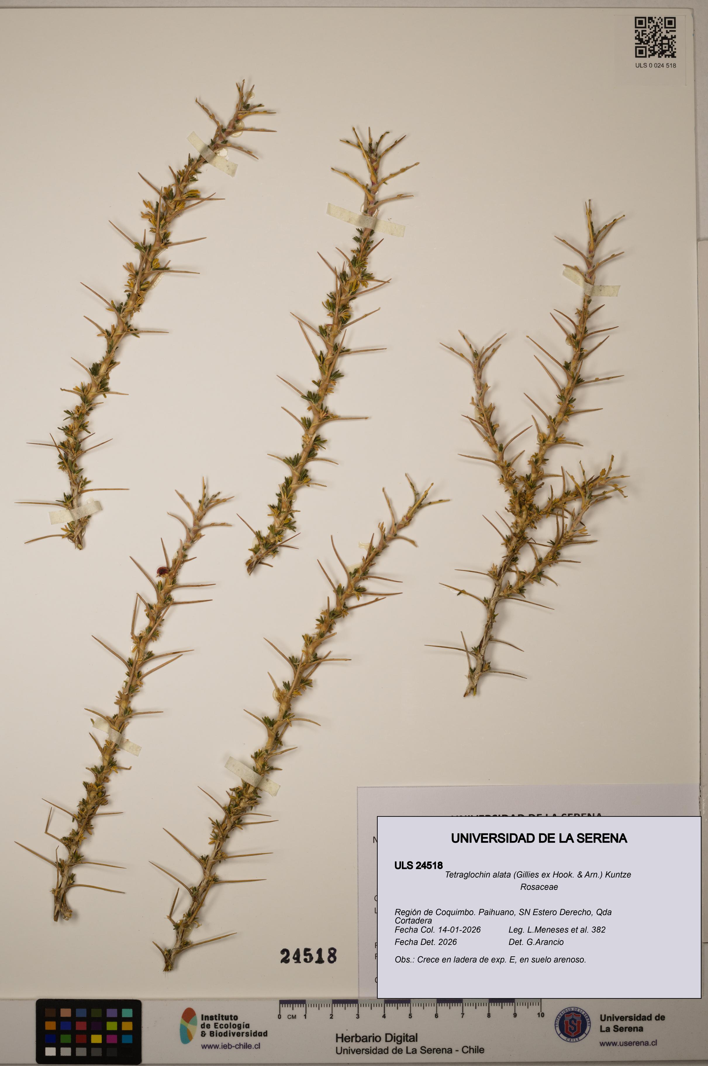 Tetraglochin alata [Espécimen: ULS:ULS:0024518]