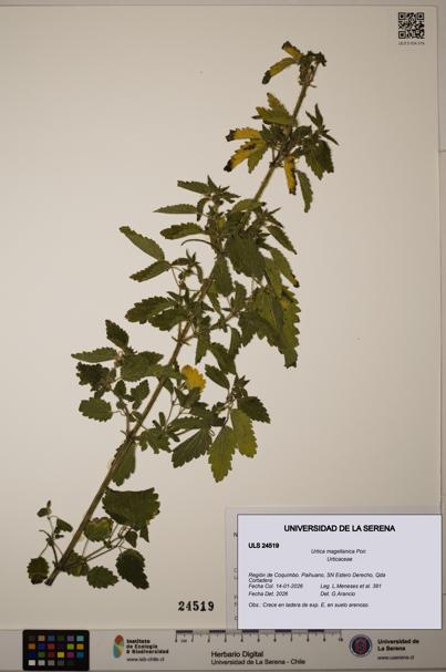 Urtica magellanica [Espécimen: ULS:ULS:0024519]