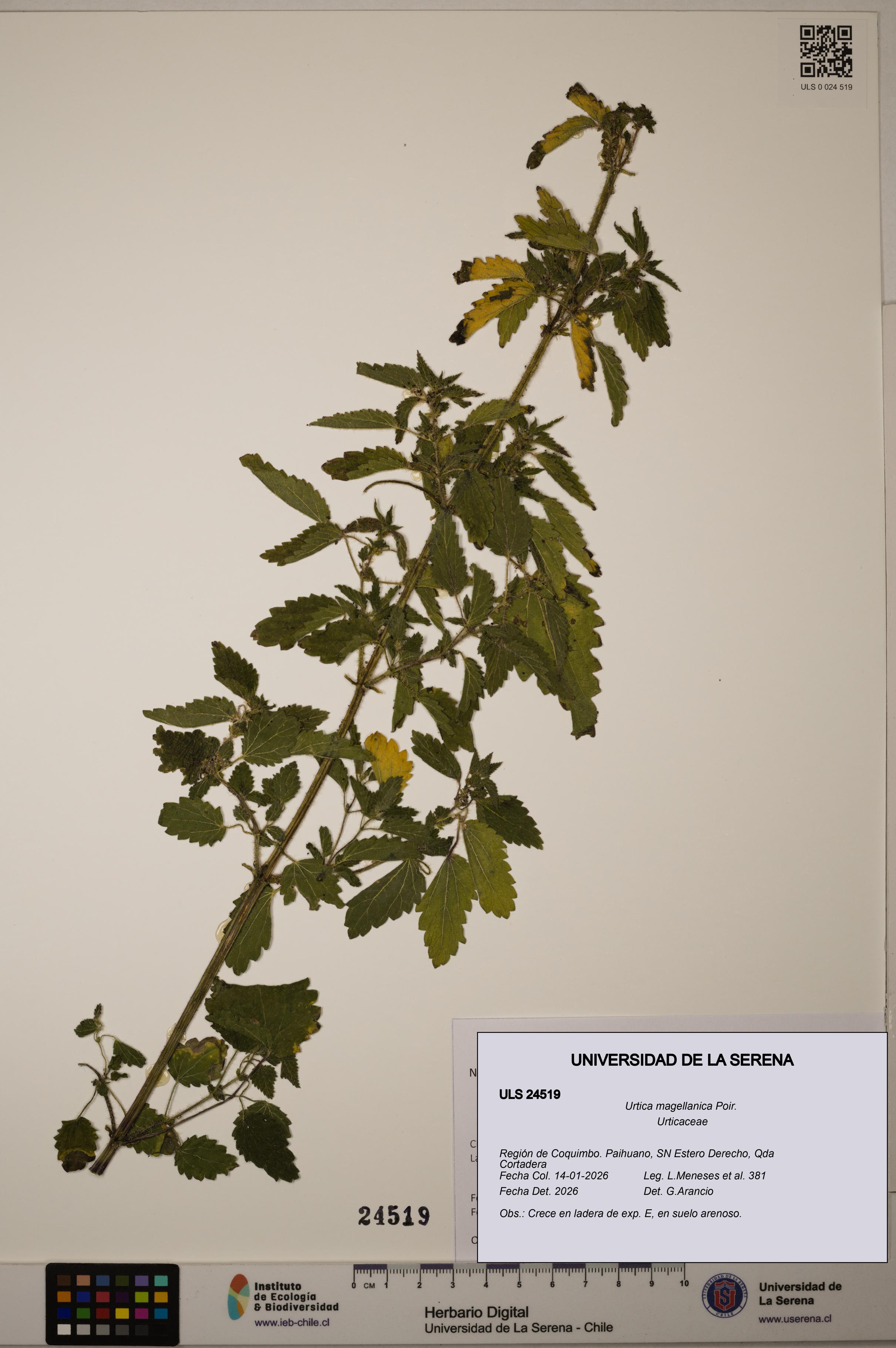 Urtica magellanica [Espécimen: ULS:ULS:0024519]