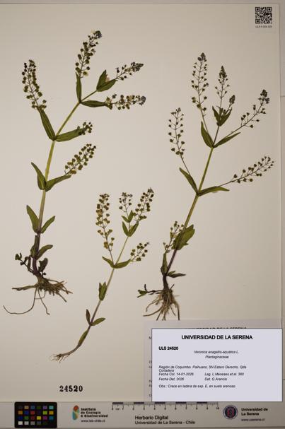 Veronica anagallis-aquatica [Espécimen: ULS:ULS:0024520]