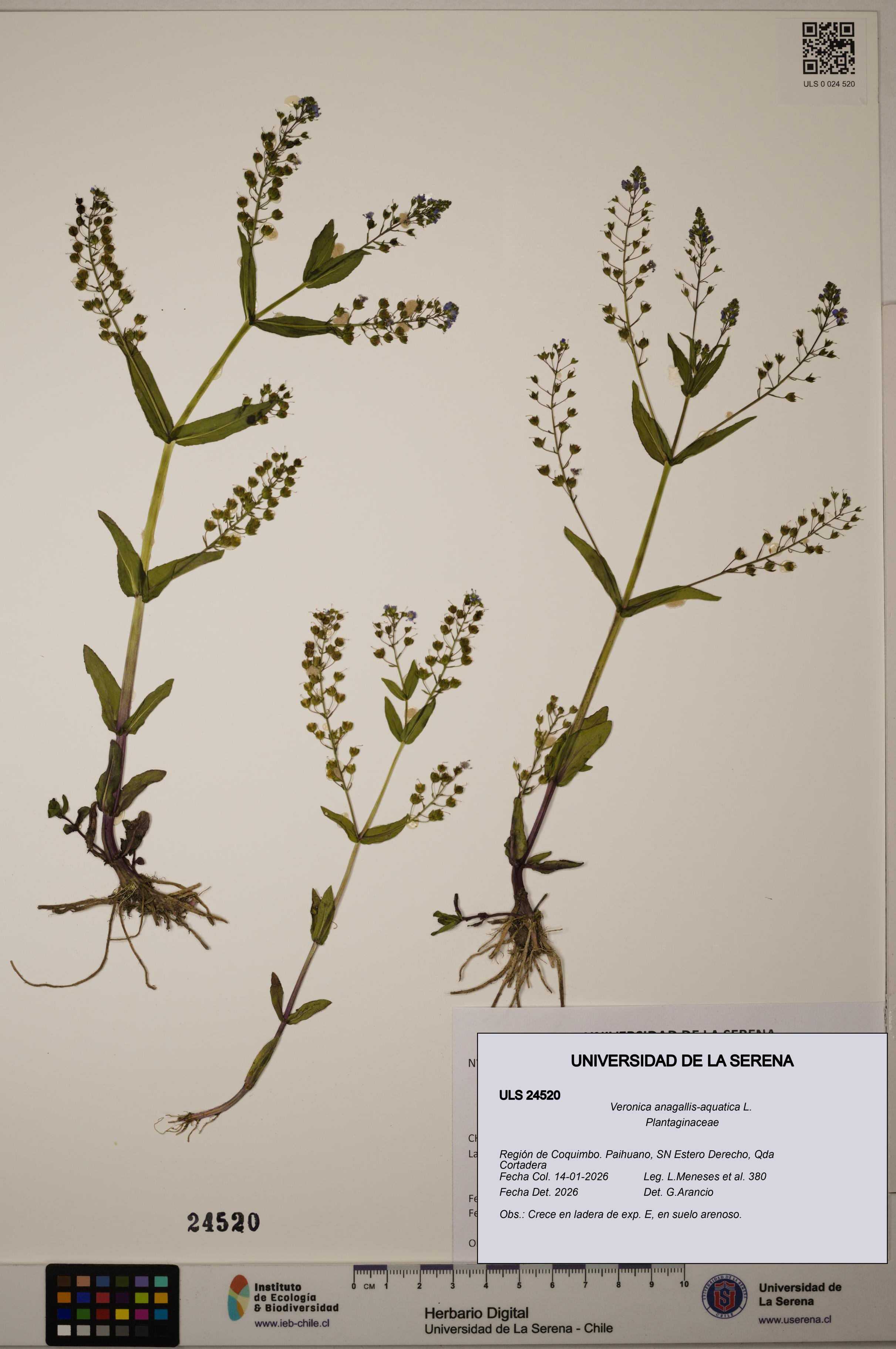 Veronica anagallis-aquatica [Espécimen: ULS:ULS:0024520]