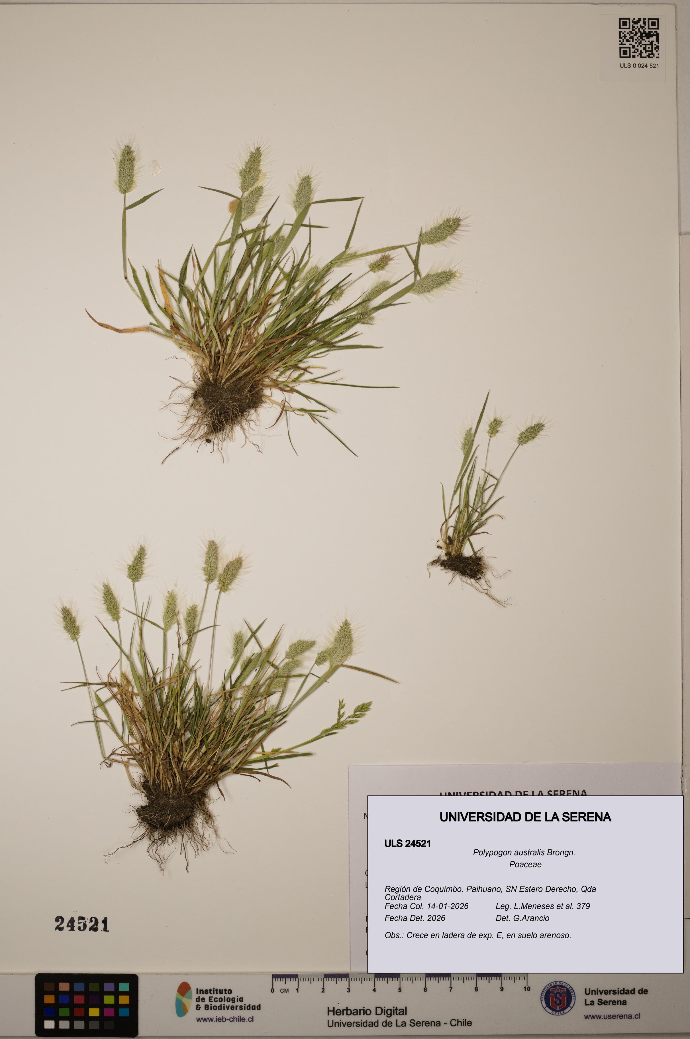 Polypogon australis [Espécimen: ULS:ULS:0024521]