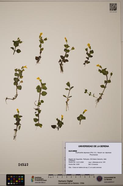 Erythranthe depressa [Espécimen: ULS:ULS:0024522]