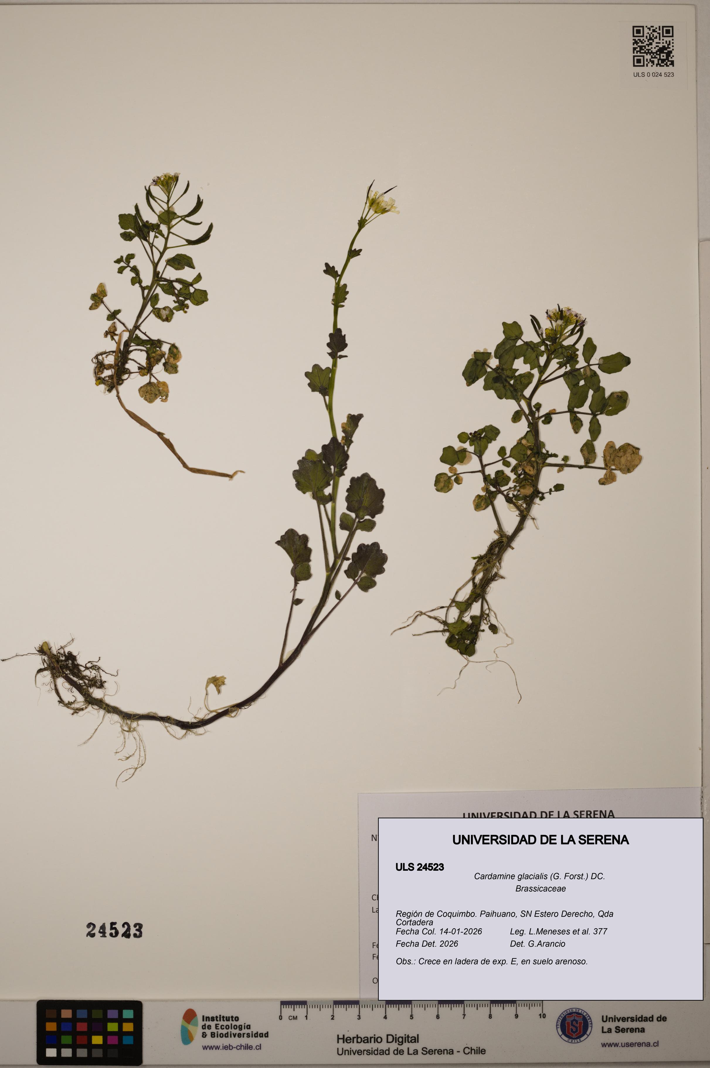 Cardamine glacialis [Espécimen: ULS:ULS:0024523]