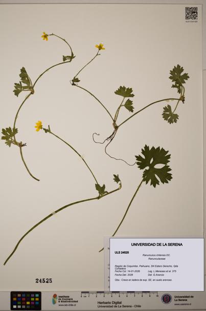 Ranunculus chilensis [Espécimen: ULS:ULS:0024525]