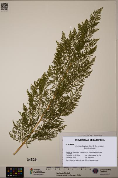 Dennstaedtia glauca [Espécimen: ULS:ULS:0024526]